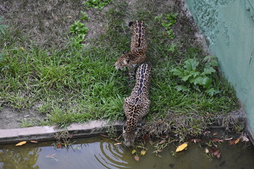 Fototapeta na wymiar Lepards drinking water in the zoo.