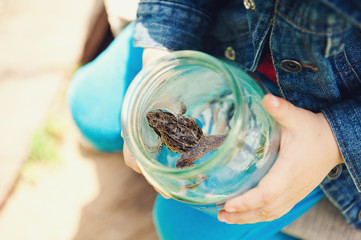 Frog in a glass jar. The boy caught the frog.