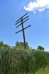 Fototapeta na wymiar Telephone Insulators on old abandoned poles