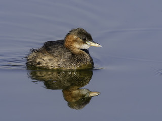 Little Grebe Swimming  