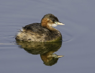Little Grebe Swimming with Reflection