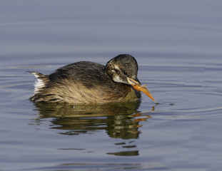 Little Grebe Caught a Fish 