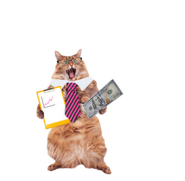 funny cat with glasses and tie. the concept of financier