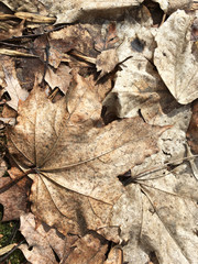 autumn background with withered brown dry leaves on the ground