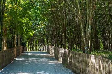 Path in rubber trees and bamboo.