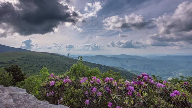 TL Jane Bald Over Rhododendron Blooming in June