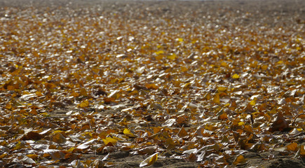 beach of autumn leaves