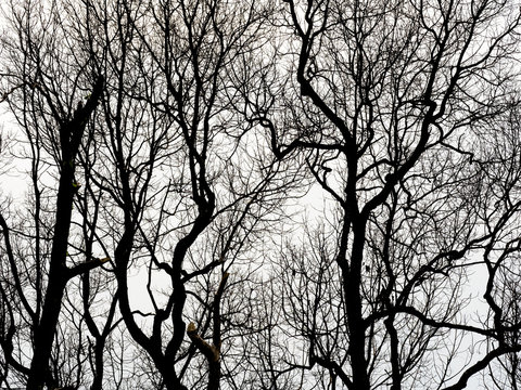 Fototapeta Tree branches silhouette