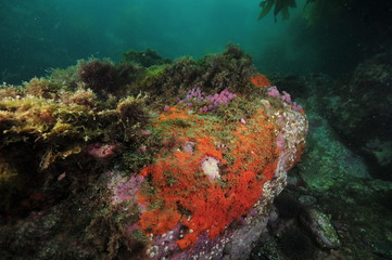 Fototapeta na wymiar Rock covered with red encrusting sponges and purple compound tunicates in shade of overhang.