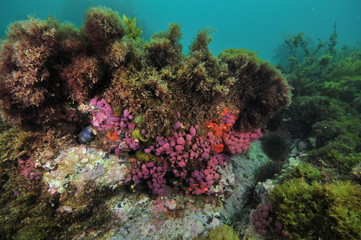 Purple compound tunicates on small overhang of rocky reef covered with various seaweeds.
