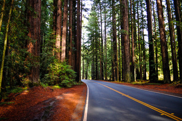 Obraz premium California Redwoods