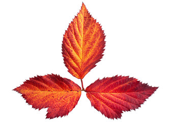Autumn leaf on white