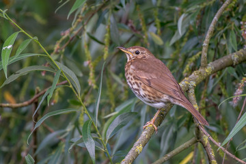 Song Thrush portrait