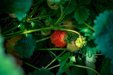Red ripe strawberry in the garden. Shallow depth of field.