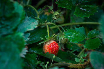 Red ripe strawberry in the garden. Shallow depth of field.