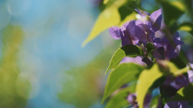 Purple bougainvillea flowers and leaves with blue sky background. Shot with Sony a7s and Atomos Ninja Flame on sunny summer day.
