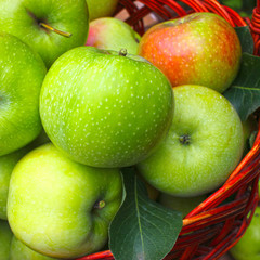 Fresh ripe apples in a basket, collection in a summer garden. Organic fruits and vegetables.