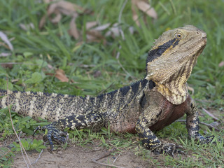 Eastern Water Dragon