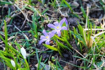 Glory-of-the-snow (chionodoxa luciliae) flowers on spring