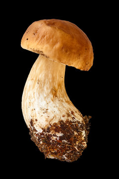 One bolete is isolated on a black background