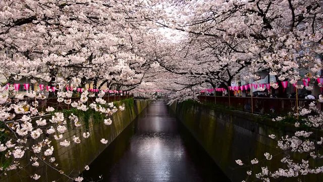 東京・中目黒の桜　日中