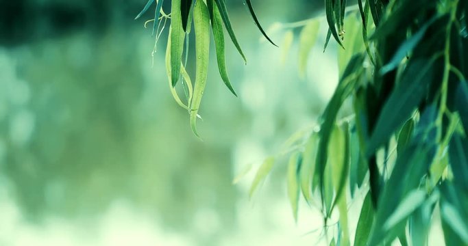 close up fresh green branch leaves of Eucalyptus tree near the river ,4K Dci resolution