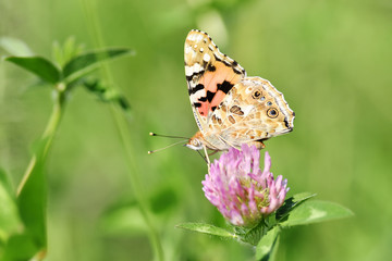 アカツメクサのタテハ蝶
