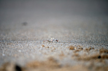 crab