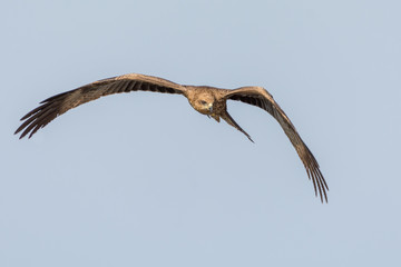 Fototapeta na wymiar Blake kite in flight 1