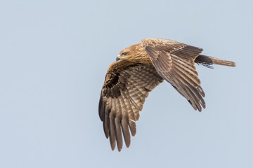 Black kite in flight
