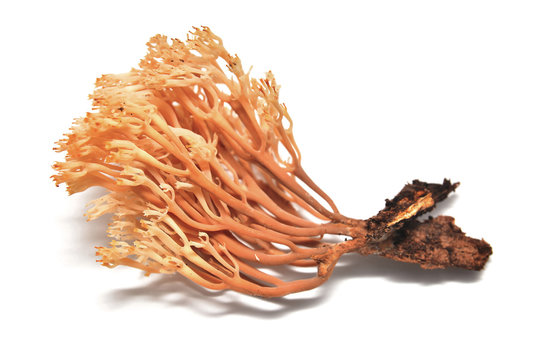 artromyces pyxidatus mushroom