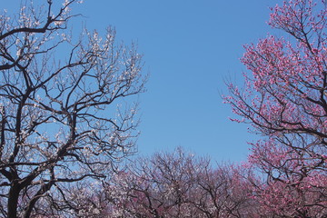 快晴の梅園