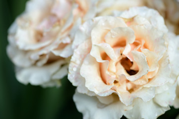 Beautiful rose flower in the garden close up
