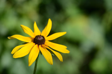 Bright yellow flower in the garden close up