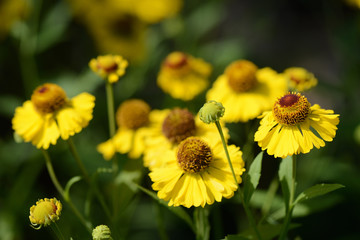 Bright yellow flowers in the garden close up