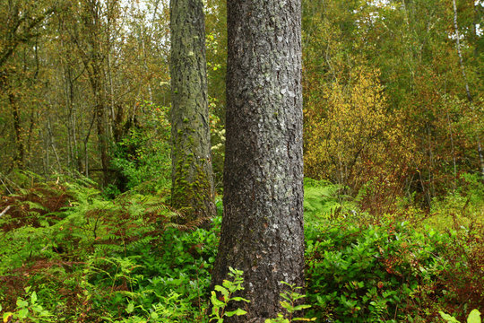 A Picture Of An Pacific Northwest Forest With Silver Fir Trees