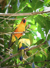 A Orange parrot eating fruit