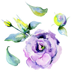 Wildflower eustoma flower in a watercolor style isolated. Full name of the plant: eustoma. Aquarelle wild flower for background, texture, wrapper pattern, frame or border.