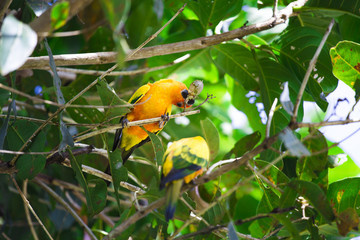 A Orange parrot eating fruit