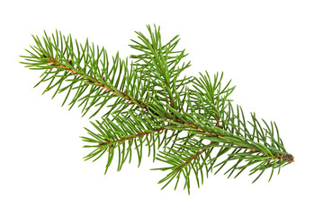 Fir branch isolated on white background © domnitsky