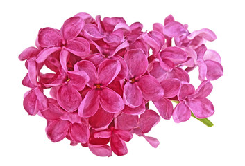 Lilac flowers branch isolated on a white background