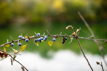 Blackthorn bush with ripe berries on a background of the river