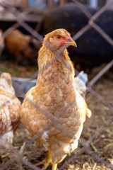 Portrait of a chicken behind a metal mesh on a farm.