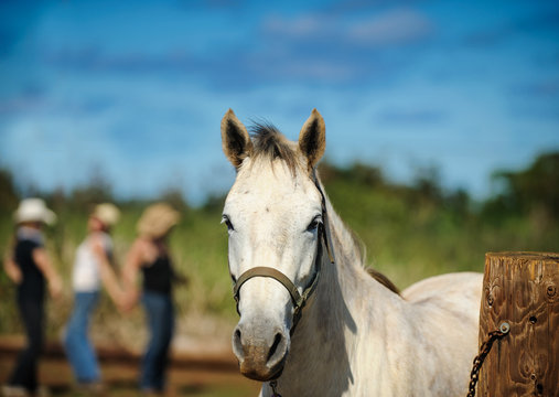 White horse portrait with three cowgirls rejoicing in the background