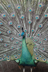 Obraz premium peacock