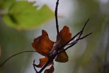 autumn leaves