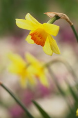 黄色い水仙