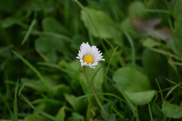 daisy
