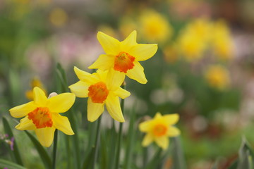 待ちきれない春