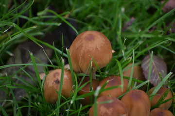 Fungi 